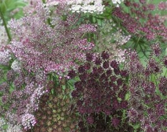 Caucus carota Dara Ammi semillas 50 no WA