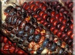 Corn Mandan Bride heirloom vegetable seeds 100