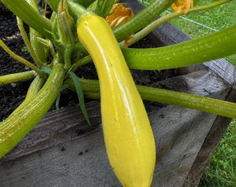 zucchini squash straight neck seeds 25