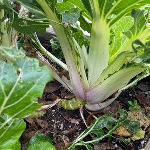 Bok  choy win-win vegetable seed 50
