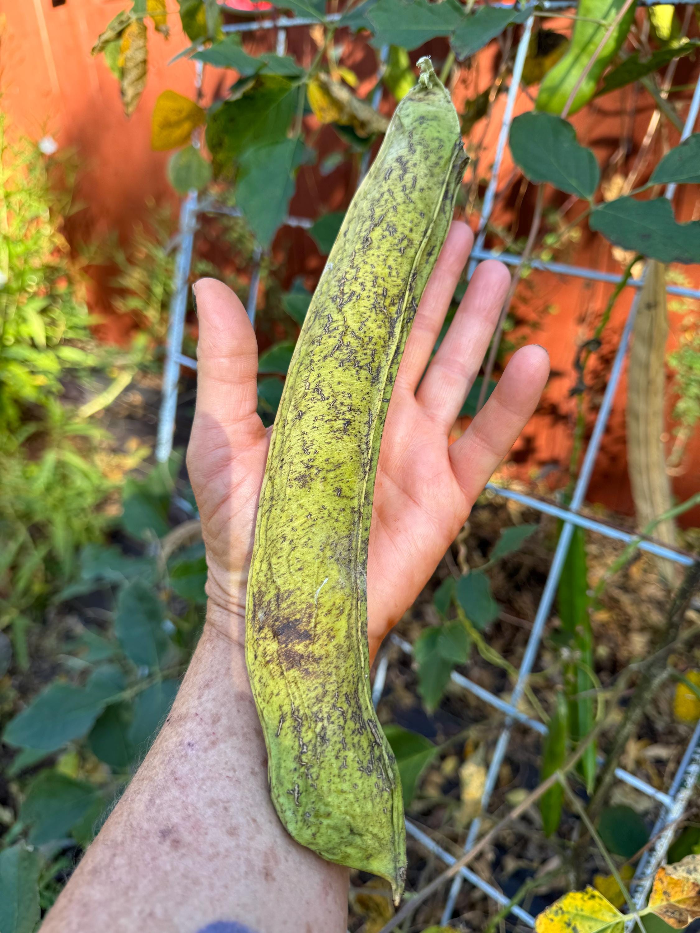 Bean Sword (canavlia Gladiata ) Jack and the Beanstalk Seeds