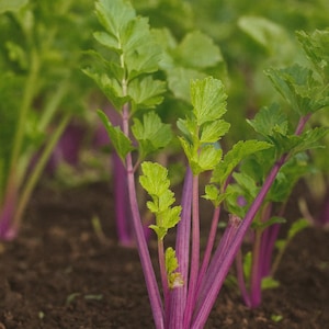 Celery Chinese pink celery seeds 200