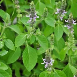 Basil Holy Kapoor Tulsi kruidenzaad 50