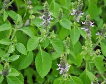 Sementes de manjericão sagrado Kapoor Tulsi 50