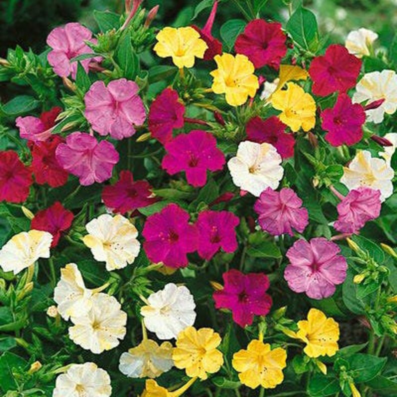 Four o clock mix flower seeds 20 | Etsy