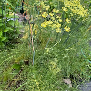 Fennel Bulking fennel Trieste seeds 25