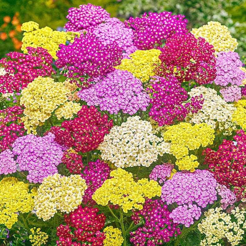 Yarrow Summer Pastels Flower Seed 45 Etsy