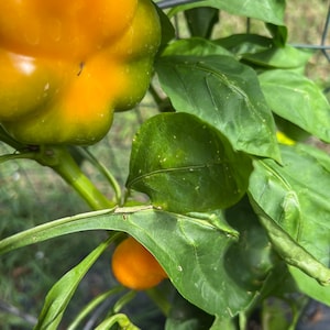 Pepper Hungarian orange you sweet Hungarian cheese pepper seed 10
