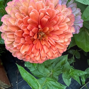 Zinnia Benary”s Giant Salmon Rose flower seed 50