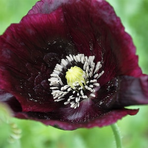 Black Beauty Mohnsamen 25