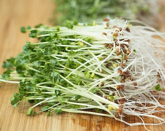 Broccoli for sprouting organic 1/2onuce