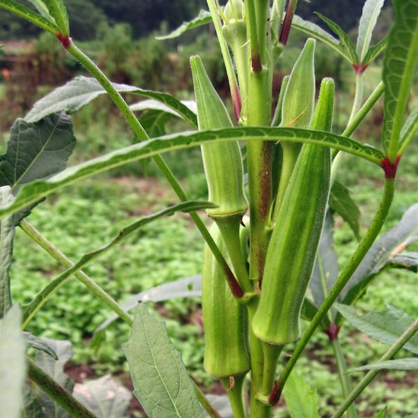 Okra cow Horn  organic seed 30