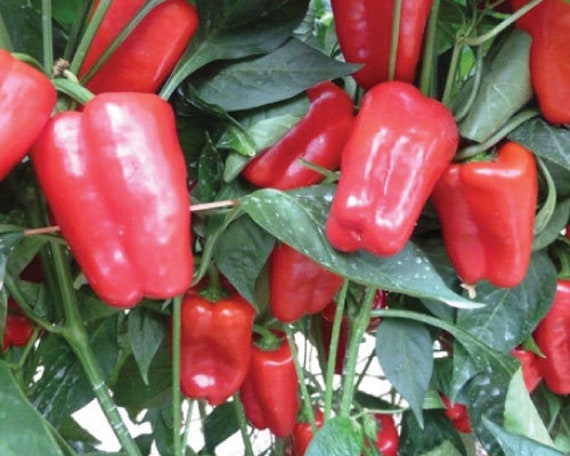 California Wonder Red Sweet Pepper Seeds - (Capsicum annuum)