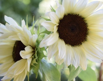 Sonnenblume Procut White Lite Samen 25