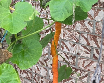Squash Snake Bean Chinese python heirloom seed 5