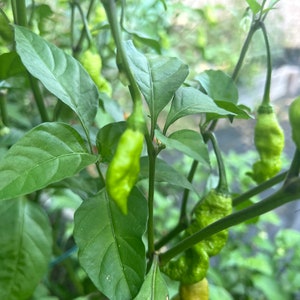 Pepper Peach Pink Reaper Hot Pepper  seed 10
