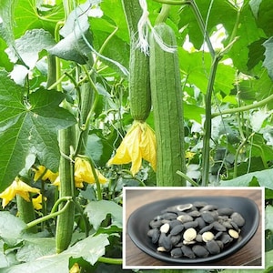 May include: Close-up of a loofah plant with green loofahs growing on vines. The plant has yellow flowers and large green leaves. A small dish of black loofah seeds is shown in the lower right corner of the image.
