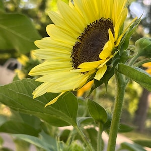 Sunflower tattoo gardeners mixed sunflower seeds 50