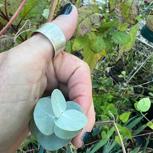 Eucalyptus Baby  Leaf Mallee seed 25