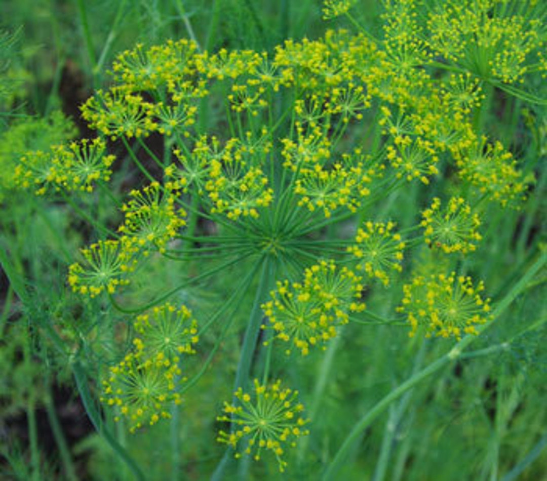 Dill Green Sleeves Organic Seeds 30 Etsy