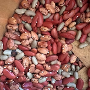 Bean Light Red Kidney Bean heirloom seed 100