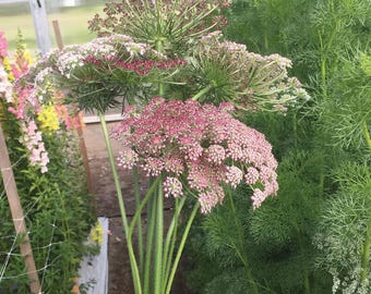 Ammi Purple Kisses seeds 30