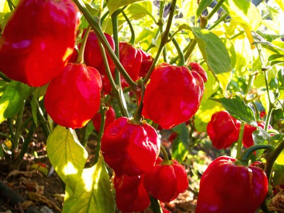 Hot Chili Pepper RED SAVINA 10 Seeds Vegetable Organic Garden Hot Chili Pepper RED SAVINA 10 Seeds Vegetable Organic Garden