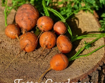 Semi di carota Parisienne in pellet di cimelio 50