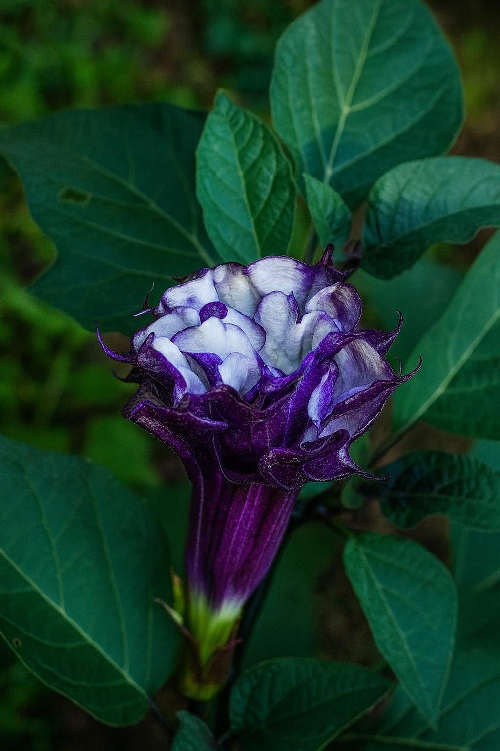 ダチュラページ Purple datura - Etsy 日本