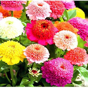 Zinnia scabiosa flower seeds 50
