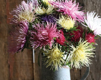 Aster Valkyrie mix seeds 25
