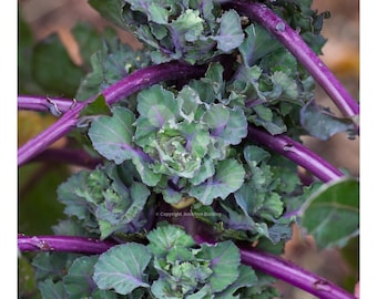 Kalettes Autumn Star-zaden 25