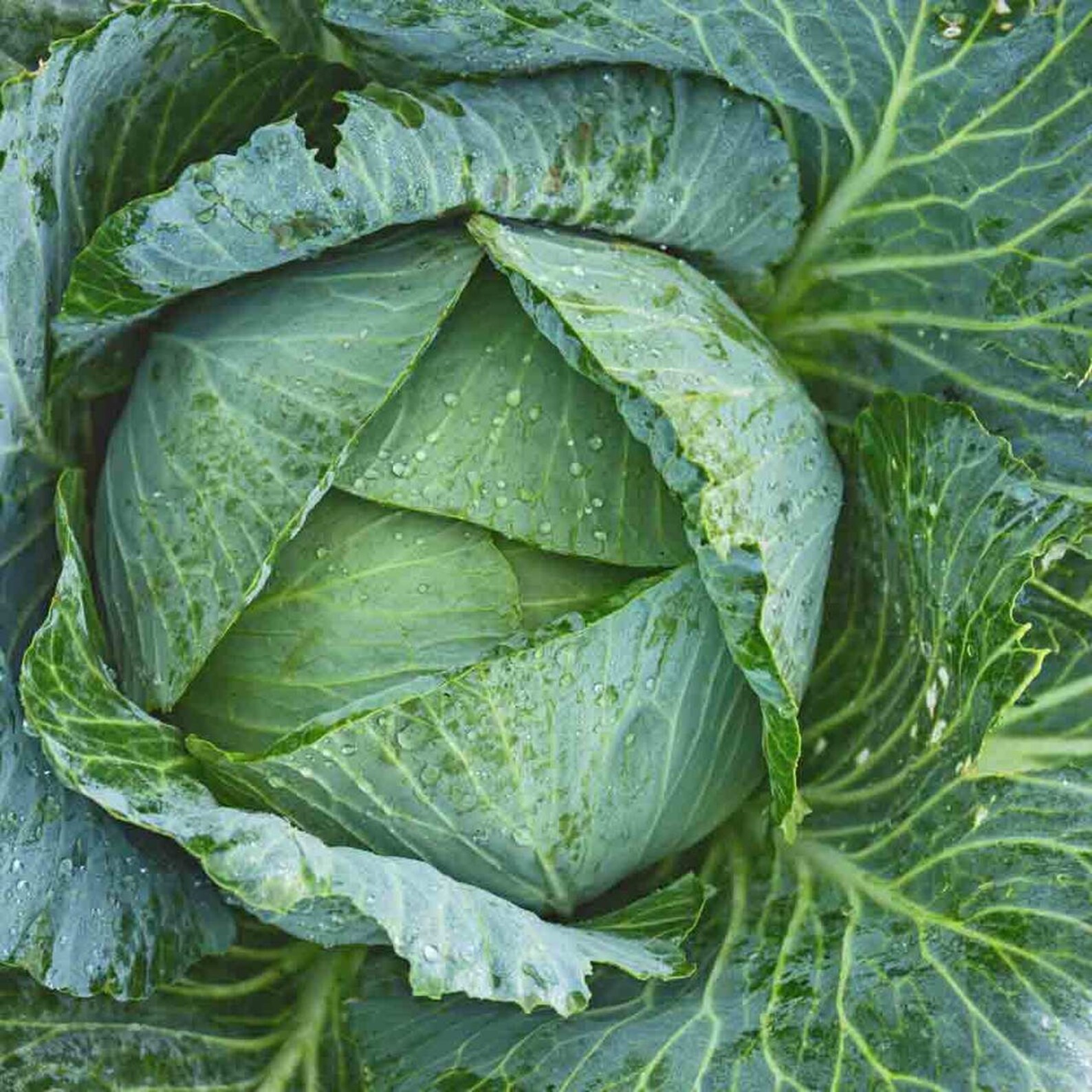 Cabbage Jersey organic seeds 20 Etsy