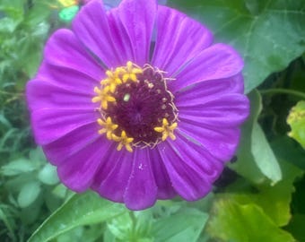 Sementes de flores Zinnia purple dream mix 150