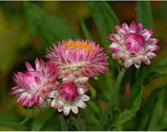 Strawflower King Size raspberry rose seed 50