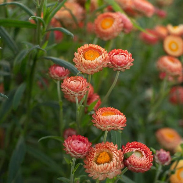 Strawflower apricot organic Flower seed 25