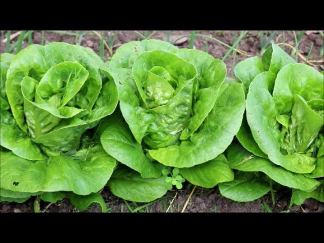 Lettuce Heirloom Container Lettuce Jade Gem Seeds 50 Etsy