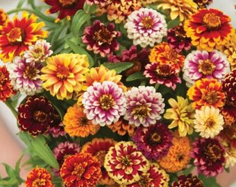 Zinnia jazzy mix seed 50