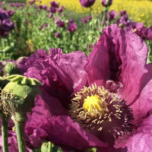 Hongaars blauwbrood maanzaad 25