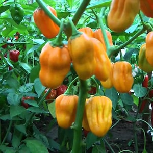 Pepper Yellow habanero pepper seeds 10