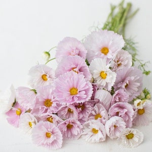 Cosmo cupcake blush flower seed 25