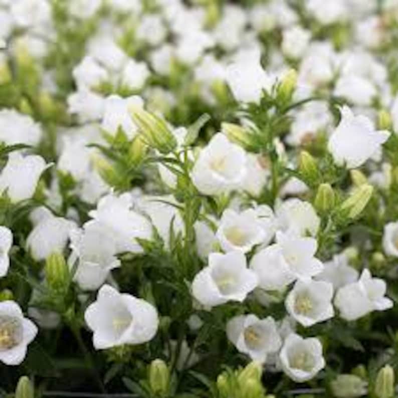 Op de afbeelding: Een close-up van een groep witte, klokvormige bloemen met groene bladeren. De bloemen staan in volle bloei en hebben een delicate, elegante uitstraling.
