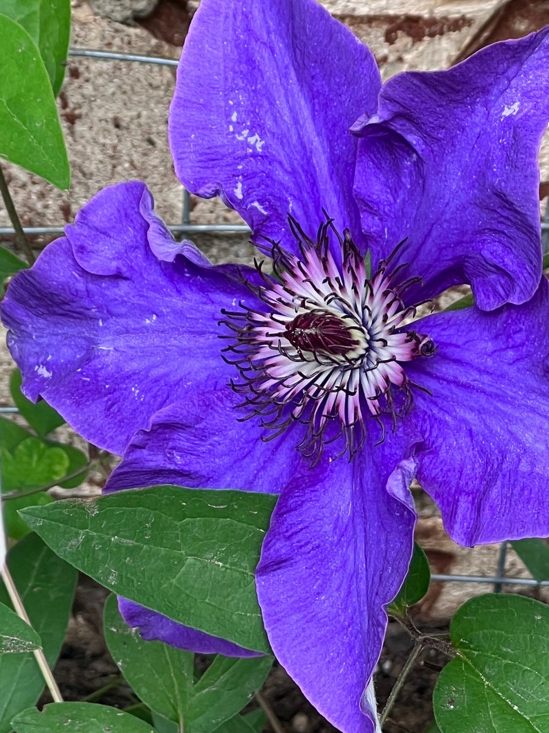 TattooGardener Clematis Jackmanii