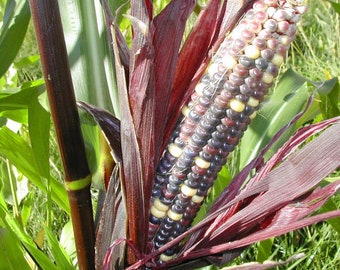 Corn Red stalker   Organic  seeds 100