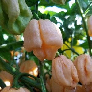 Pepper Pink 7 pot pepper seeds 10