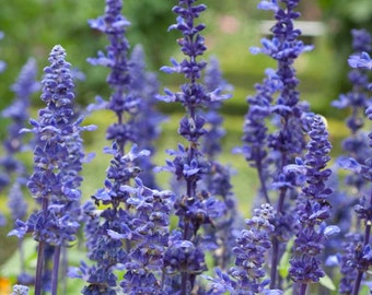 Salvia Victoria Blue  seeds 50