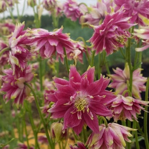 Columbine Double take columbine certified organic seeds 15