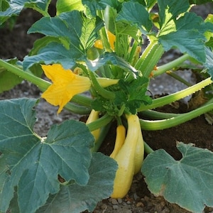 Squash Straightneck Seed 30