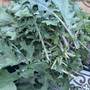 Kale java lol Nero heirloom seed 50
