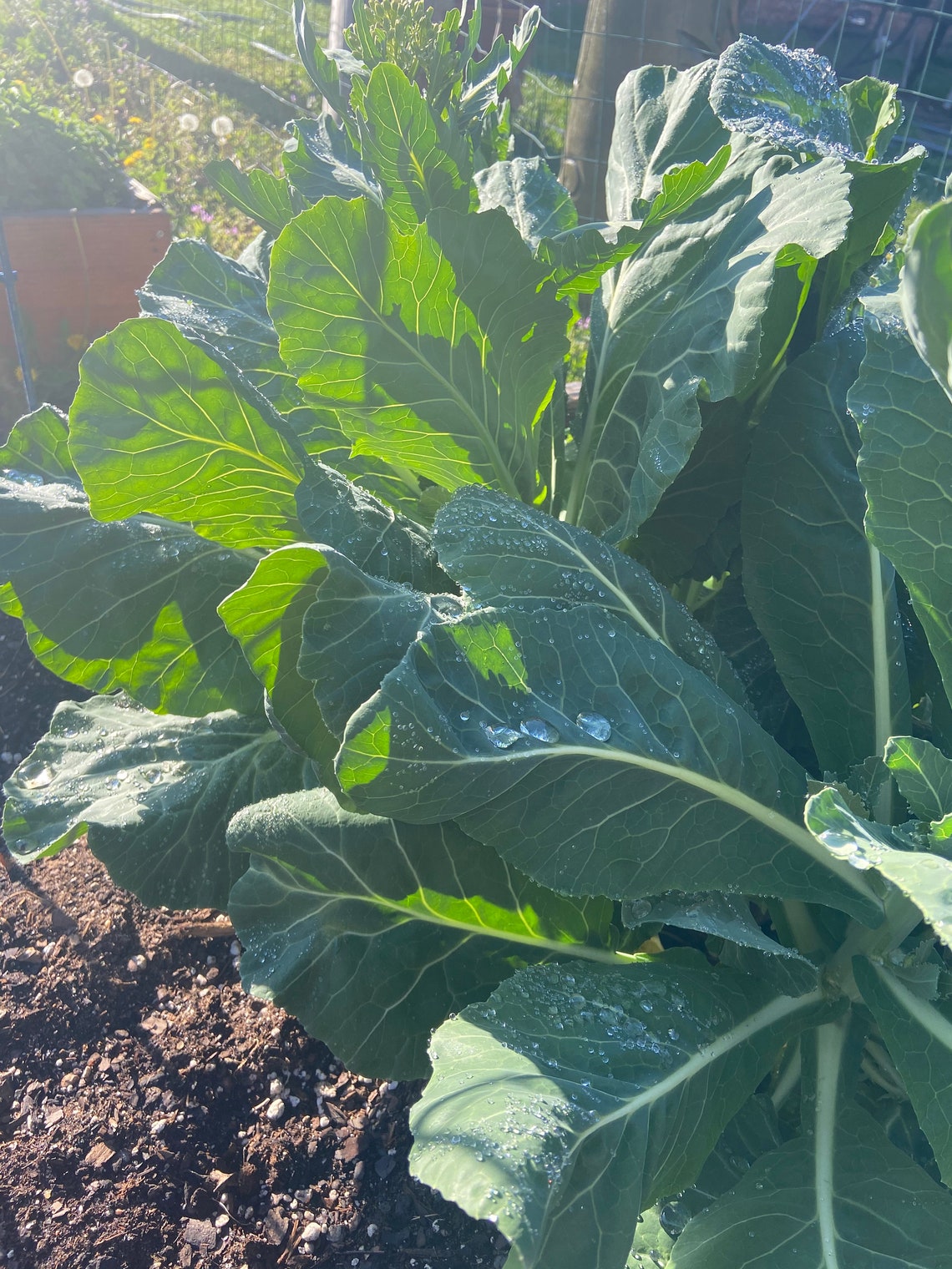 Collards green flash seeds 40 Etsy